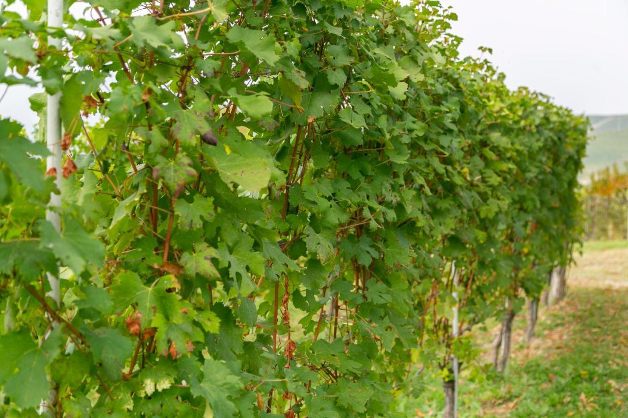 Ca Trifolera Barbaresco - Romantico Cascinale Con Antica Cantina Nel Cuore Delle Langhe - Degustazione Vini Nella Nostra Cantina エクステリア 写真