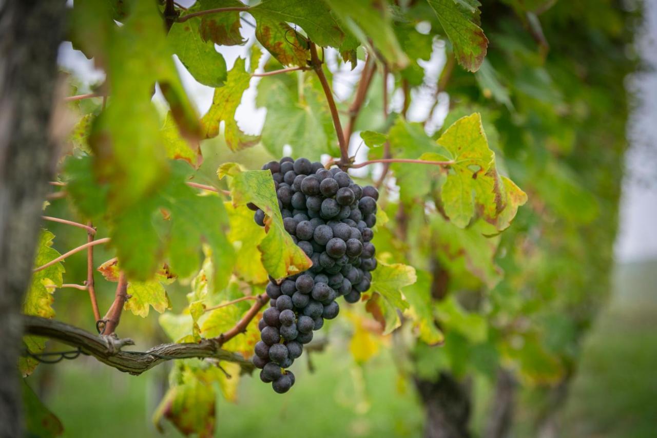 Ca Trifolera Barbaresco - Romantico Cascinale Con Antica Cantina Nel Cuore Delle Langhe - Degustazione Vini Nella Nostra Cantina エクステリア 写真