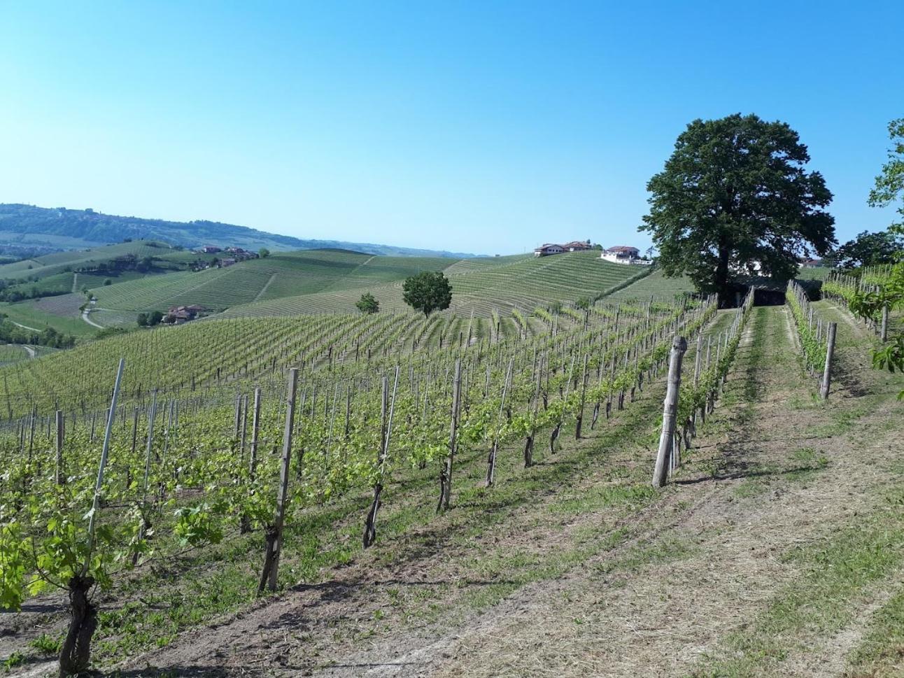 Ca Trifolera Barbaresco - Romantico Cascinale Con Antica Cantina Nel Cuore Delle Langhe - Degustazione Vini Nella Nostra Cantina エクステリア 写真