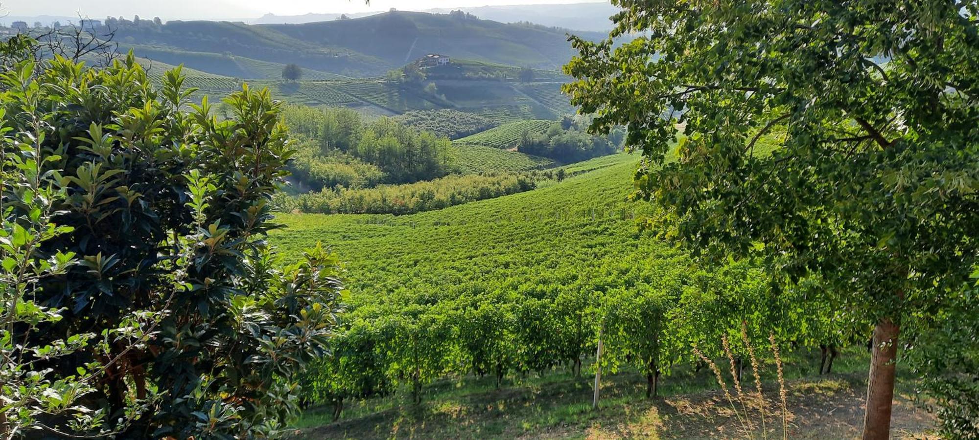 Ca Trifolera Barbaresco - Romantico Cascinale Con Antica Cantina Nel Cuore Delle Langhe - Degustazione Vini Nella Nostra Cantina エクステリア 写真